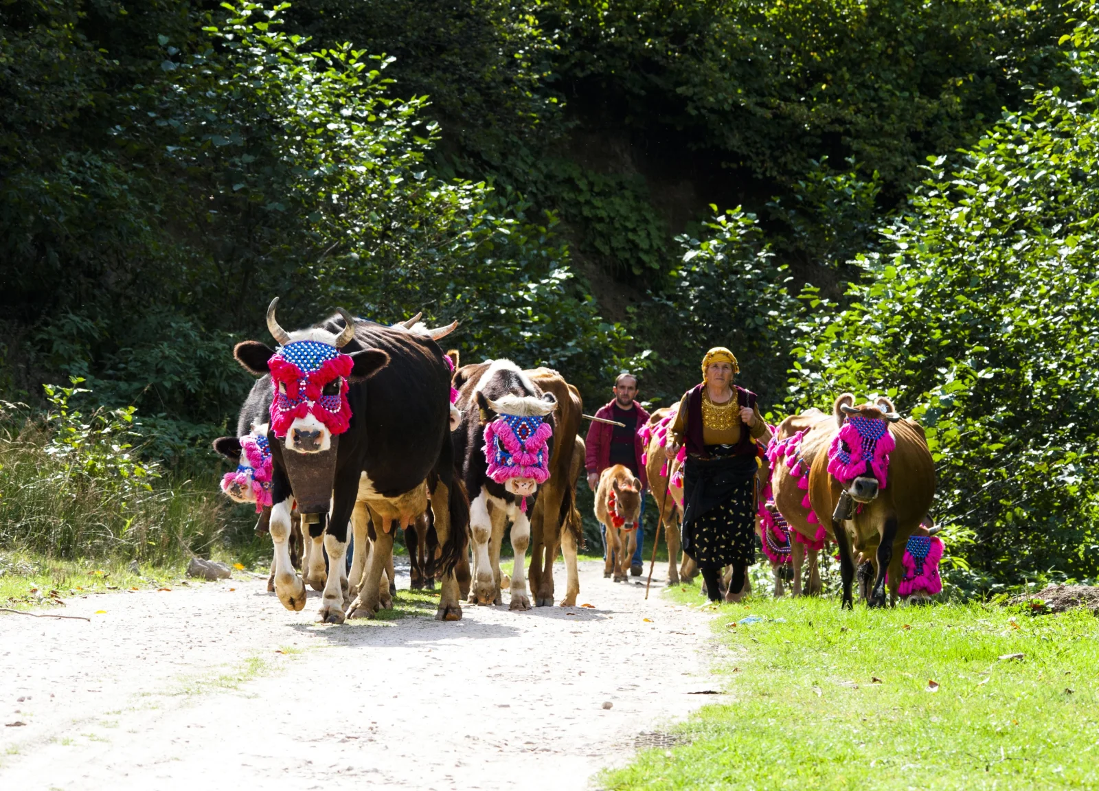 Giresun Highland Migration