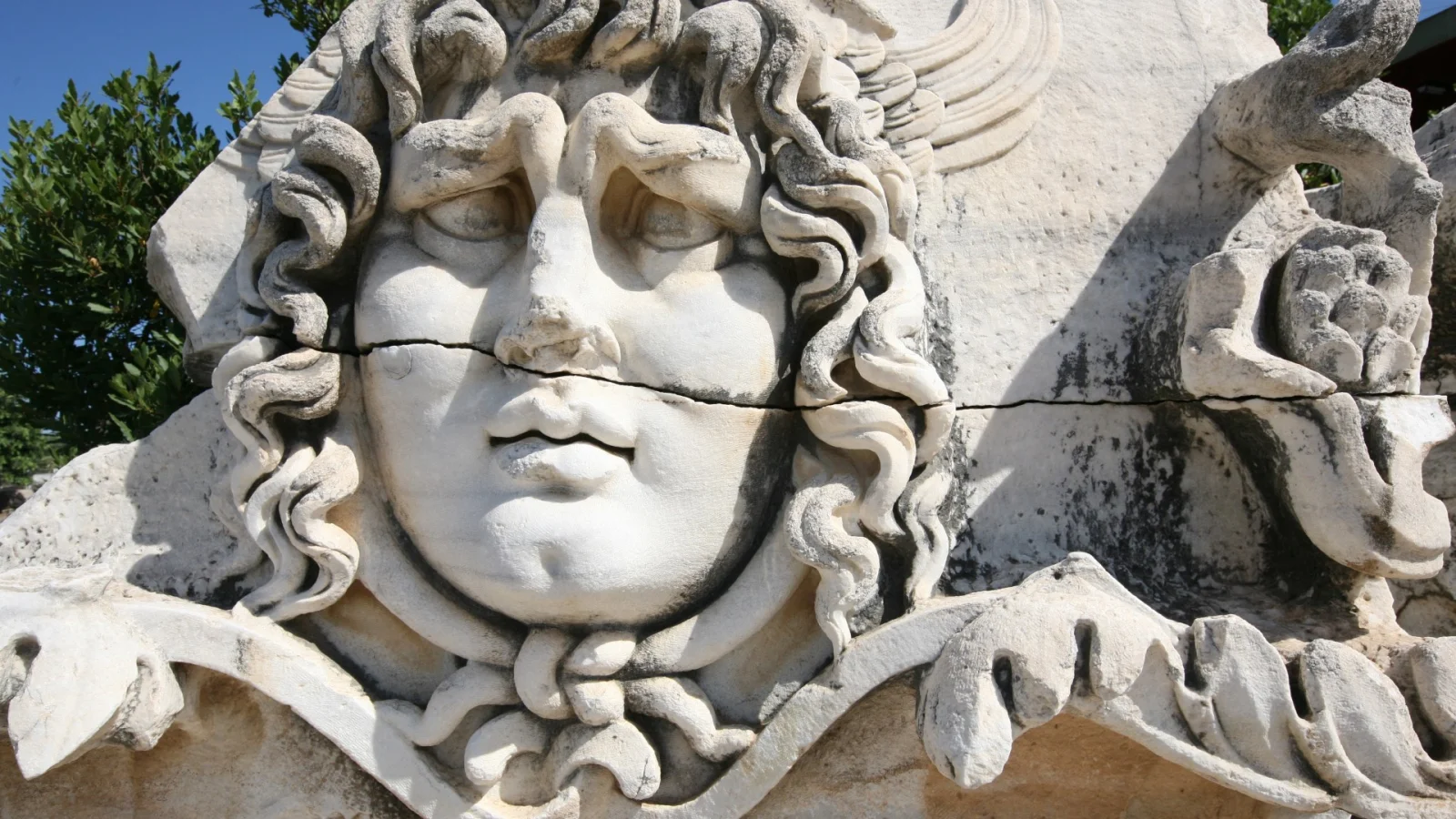 Medusa Head - Didyma