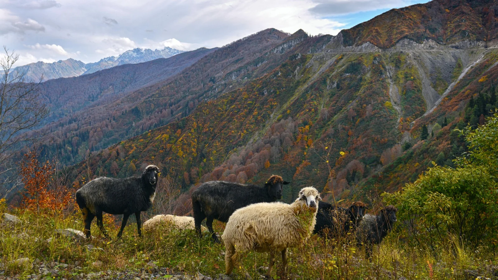 Artvin Mountains