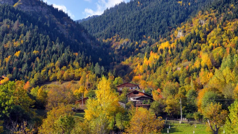 Artvin Forest