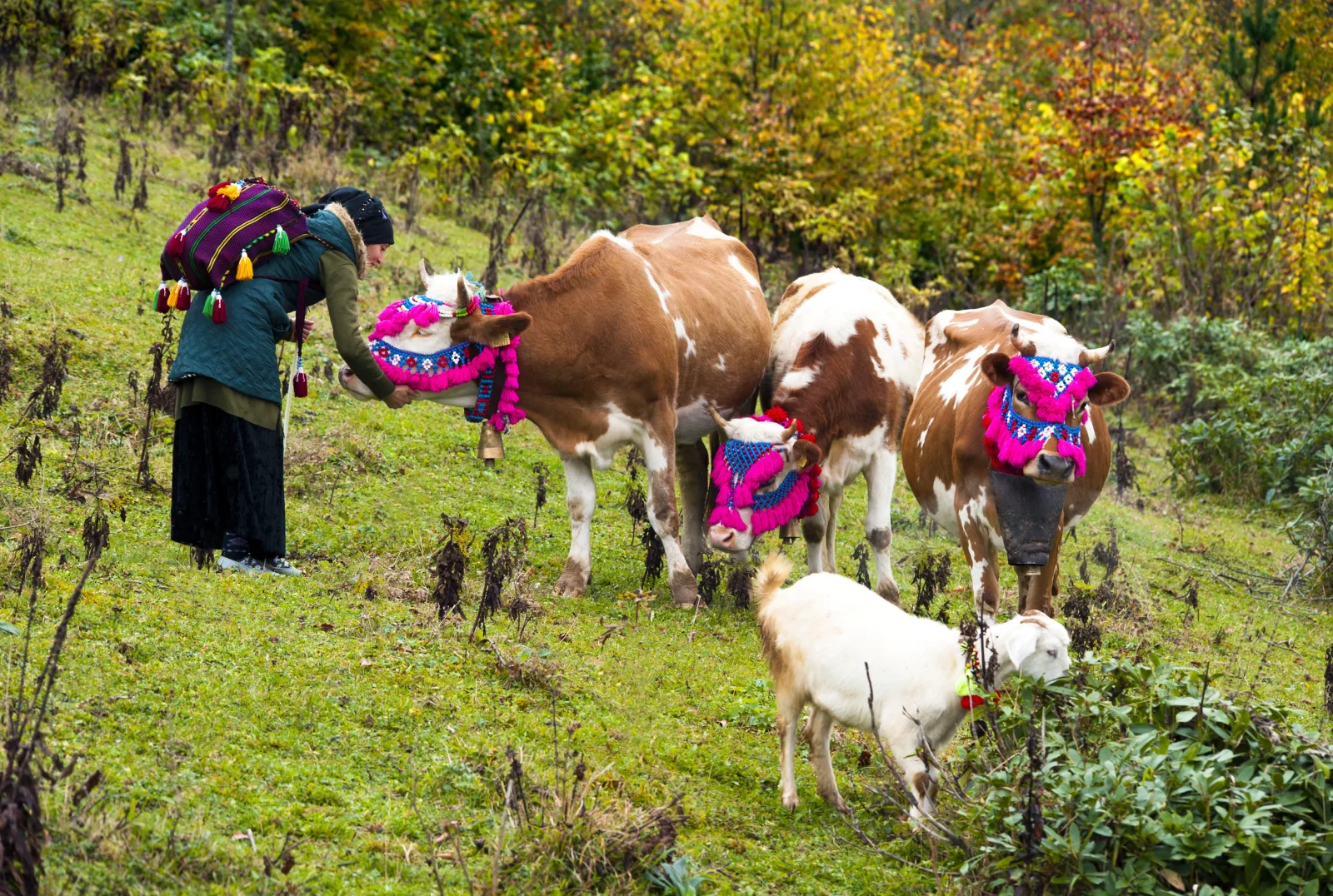 Black Sea Highlands
