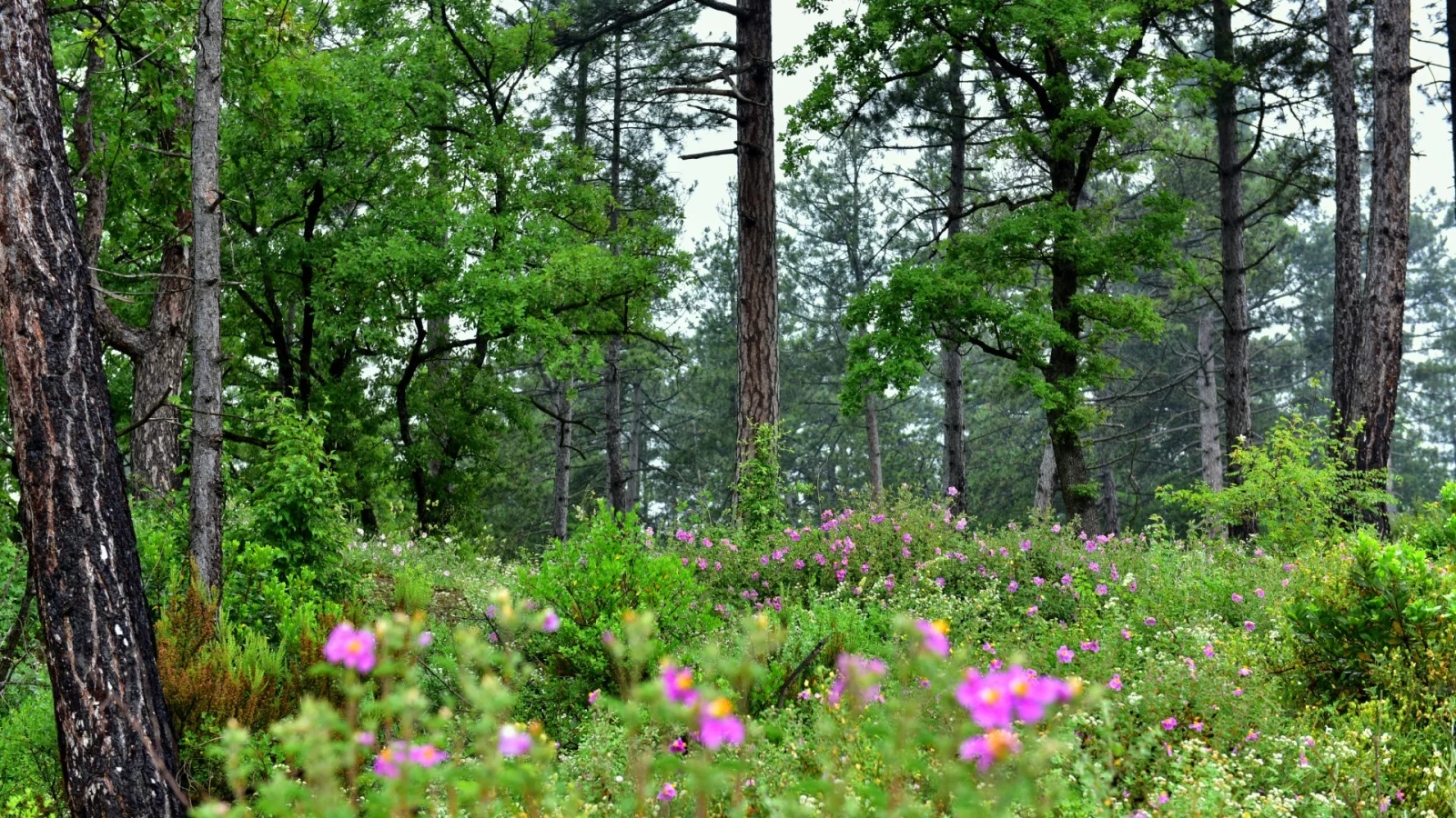 Black Sea Nature - Turkey