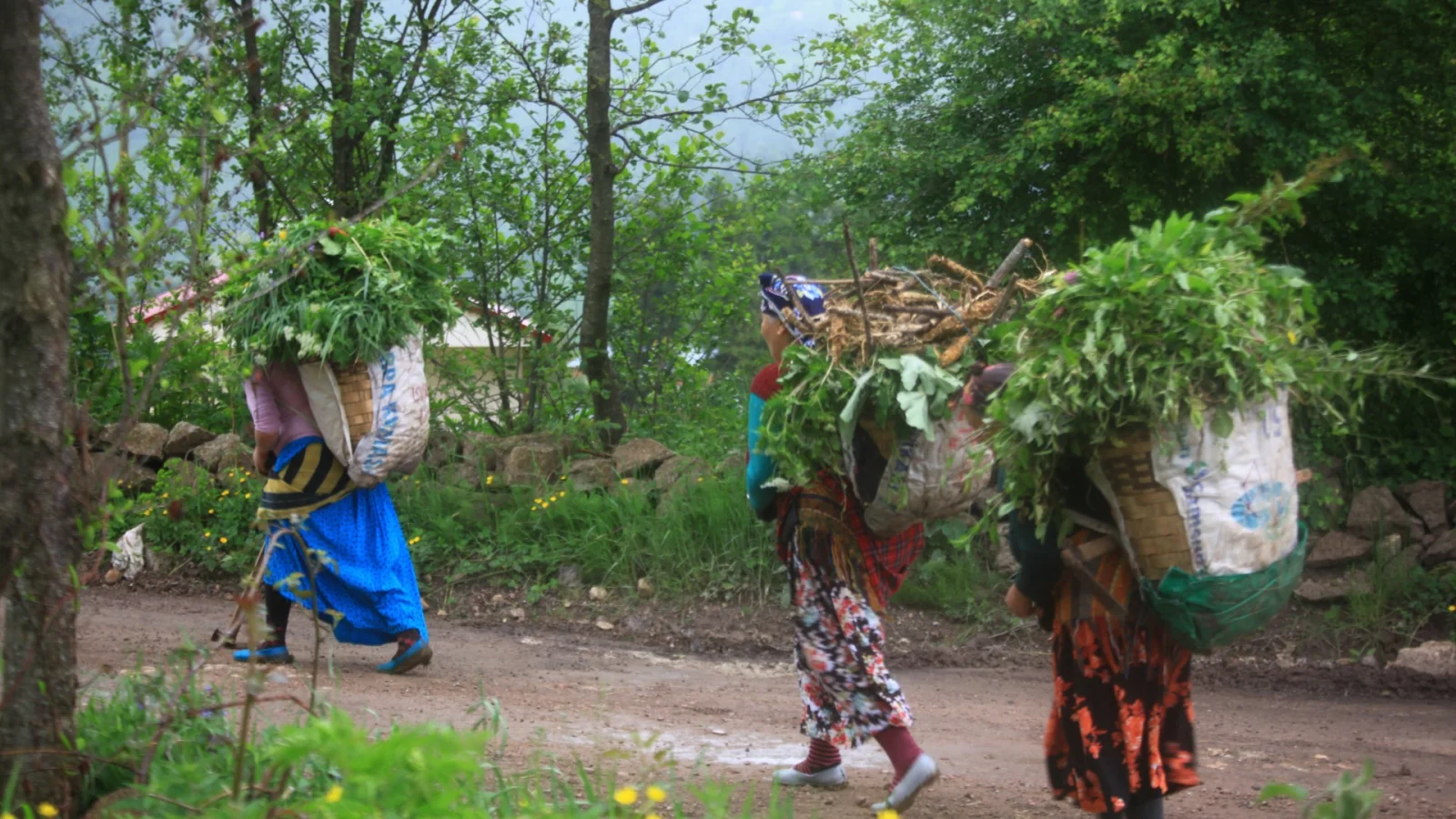 Black Sea Highlands