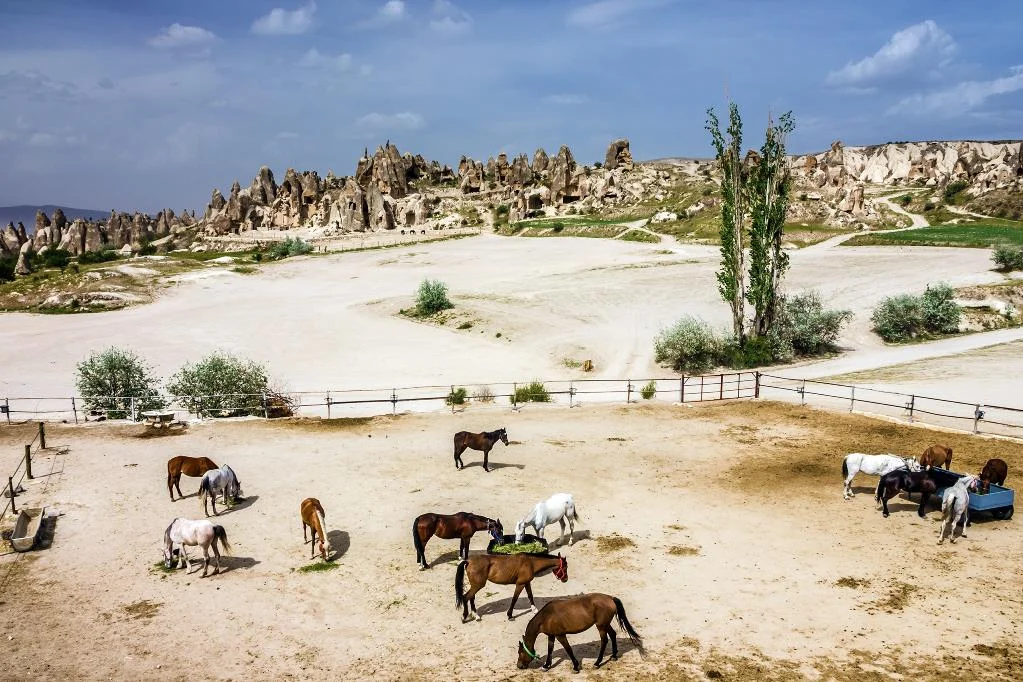 Horse Safari Farms