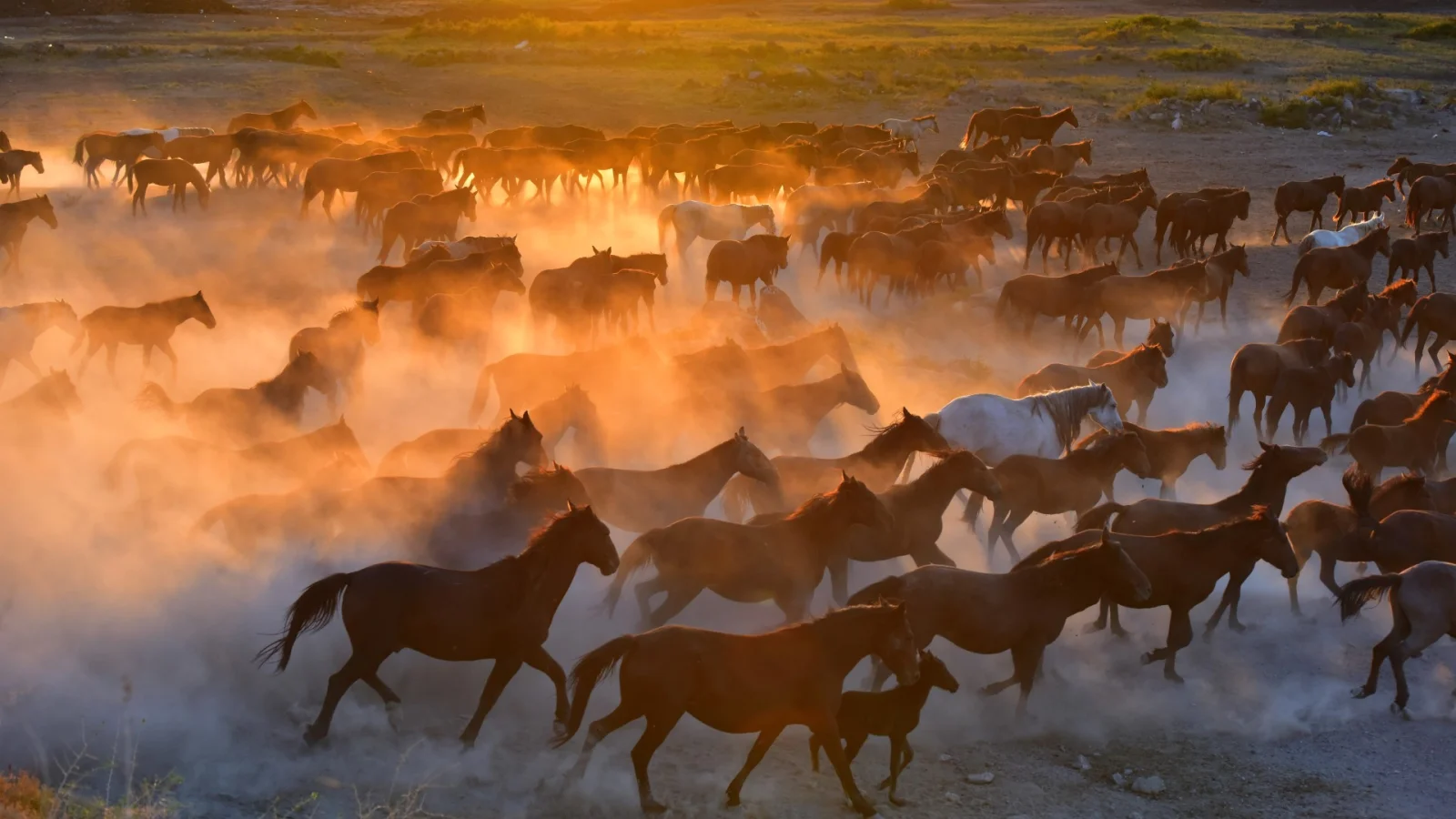 Cappadocia Horses