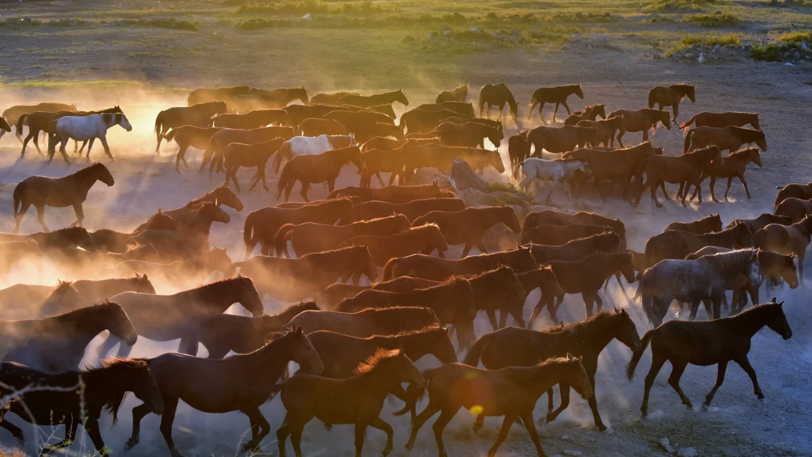 Horses of Cappadocia