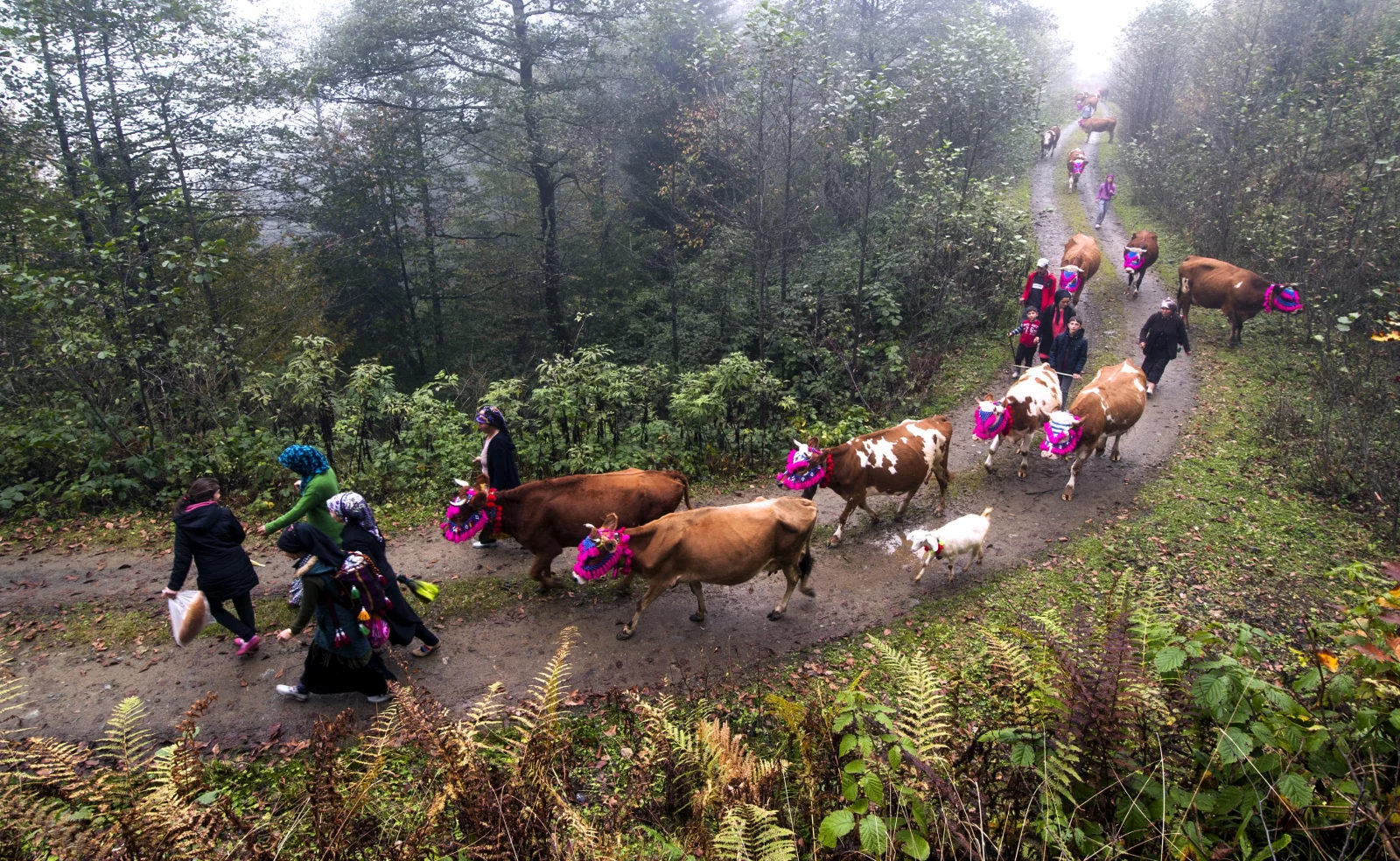Black Sea Highland Migration