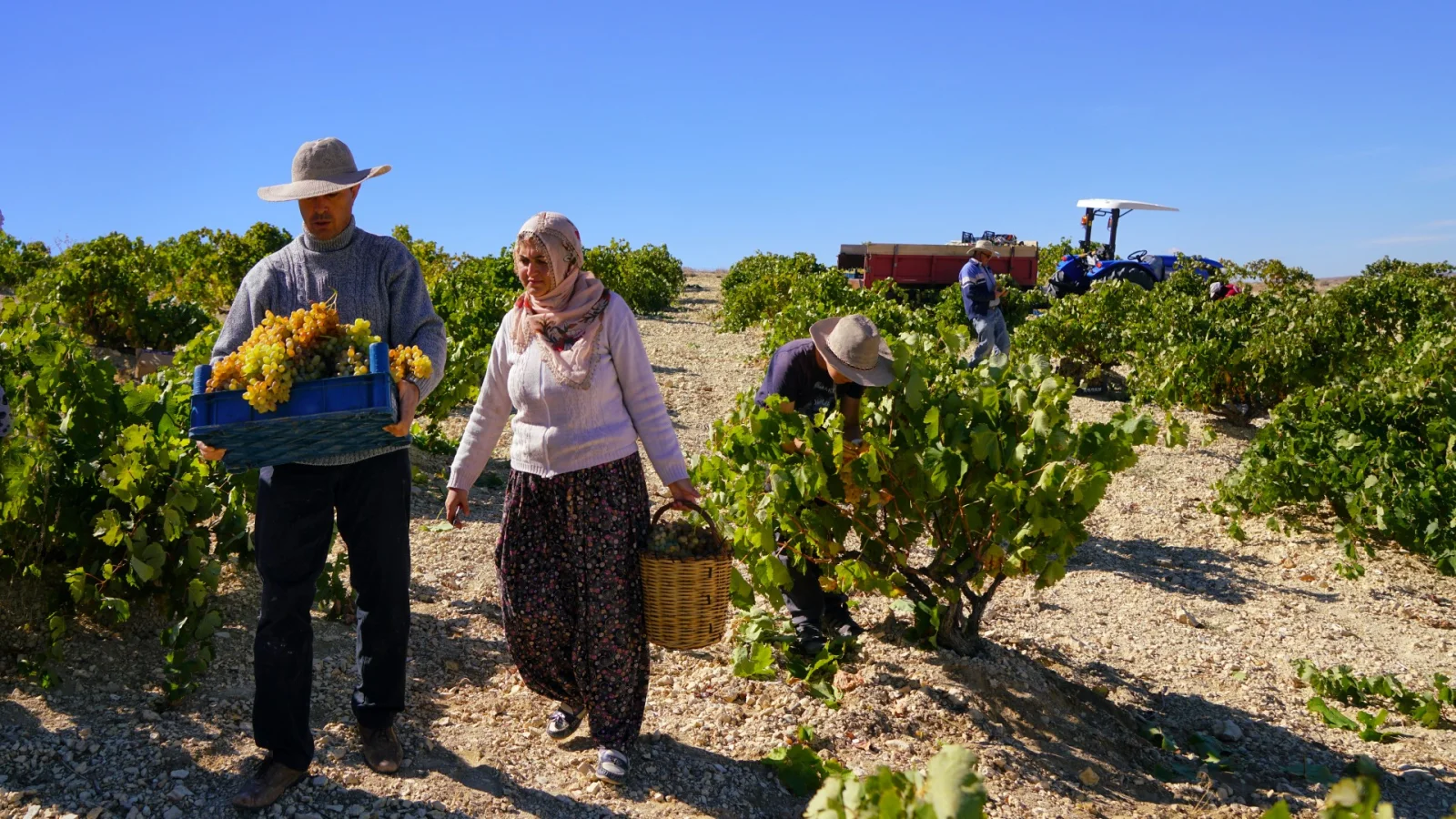 Grape Harvest in Cappadocia