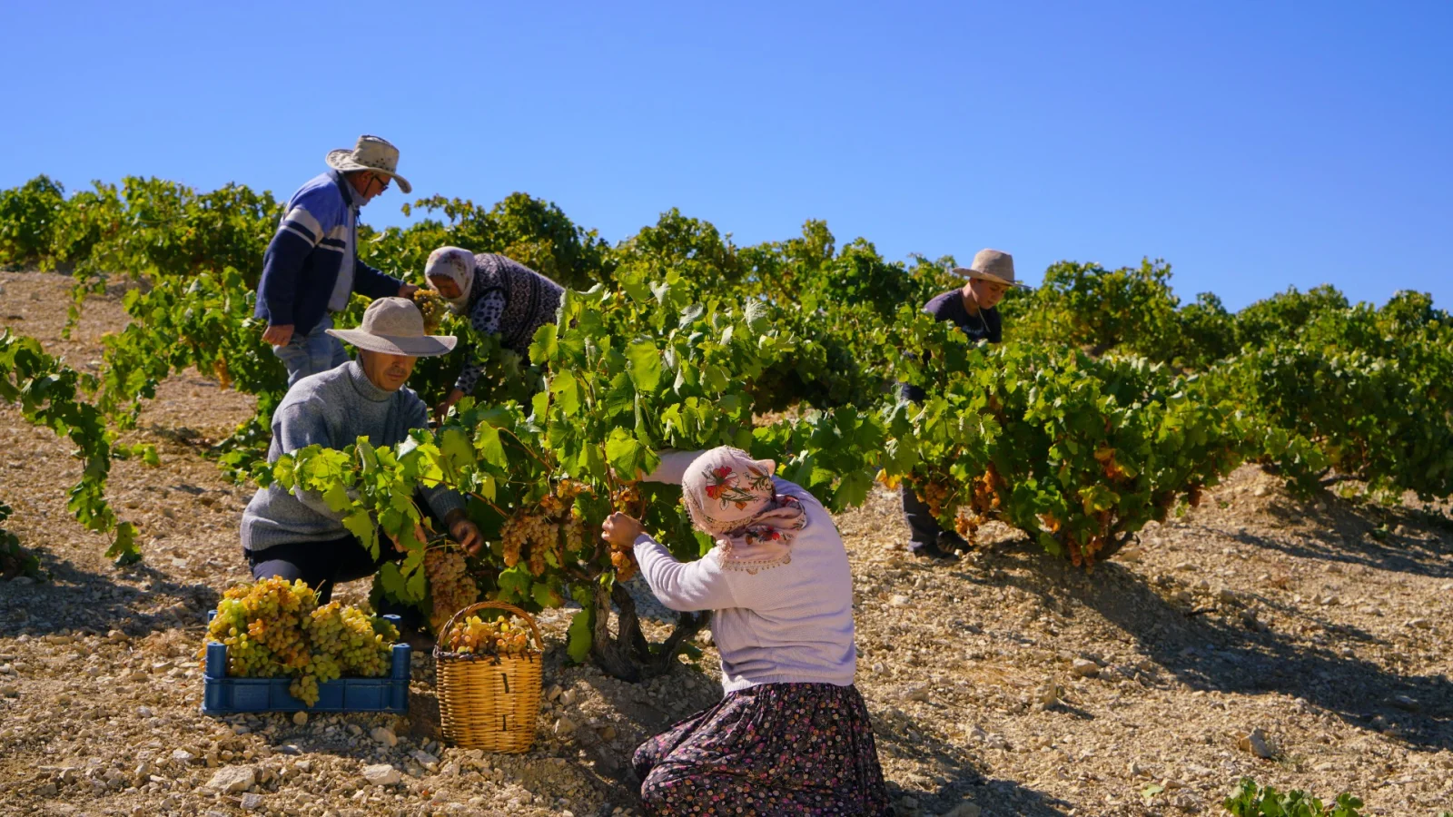 Grape Harvest in Cappadocia
