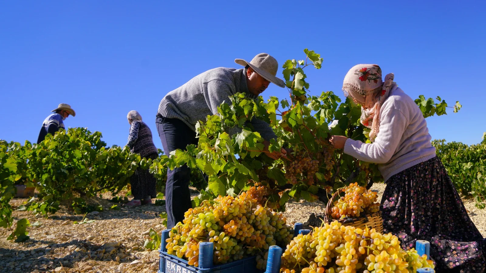 Grape Harvest in Cappadocia