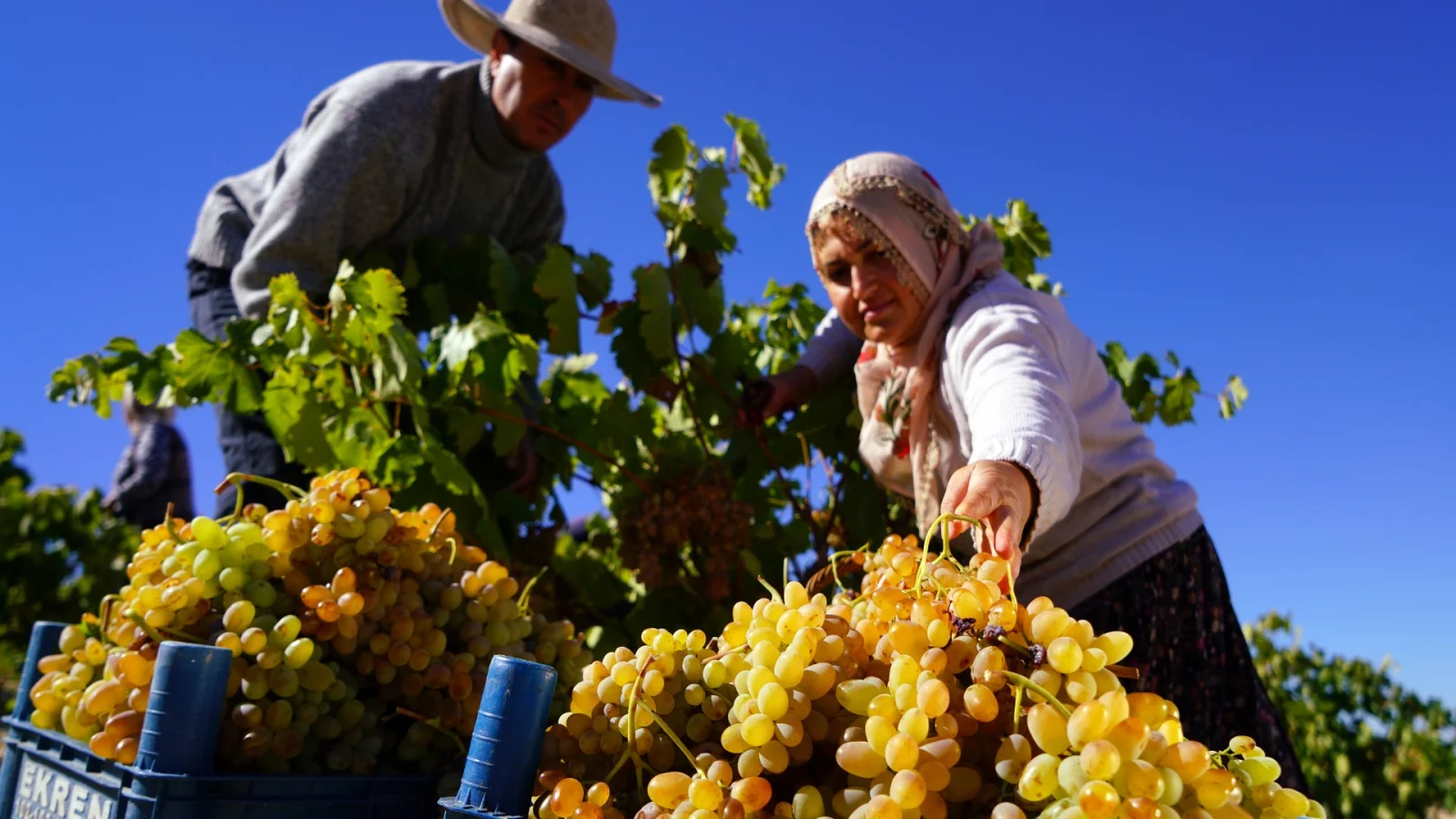Grape Harvest in Cappadocia