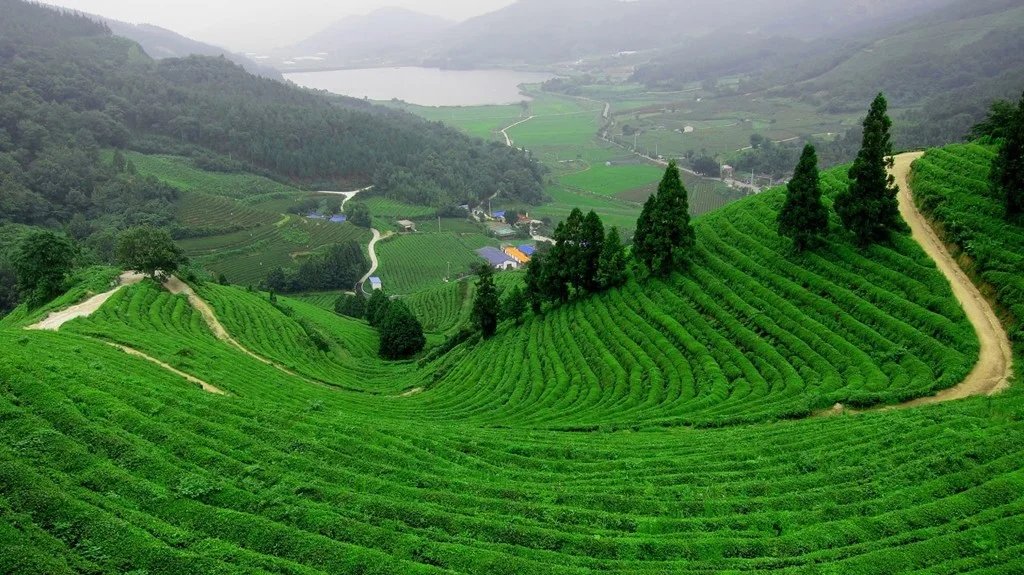 Tea Fields - Rize