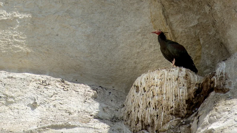 Keleynak Birds - Urfa