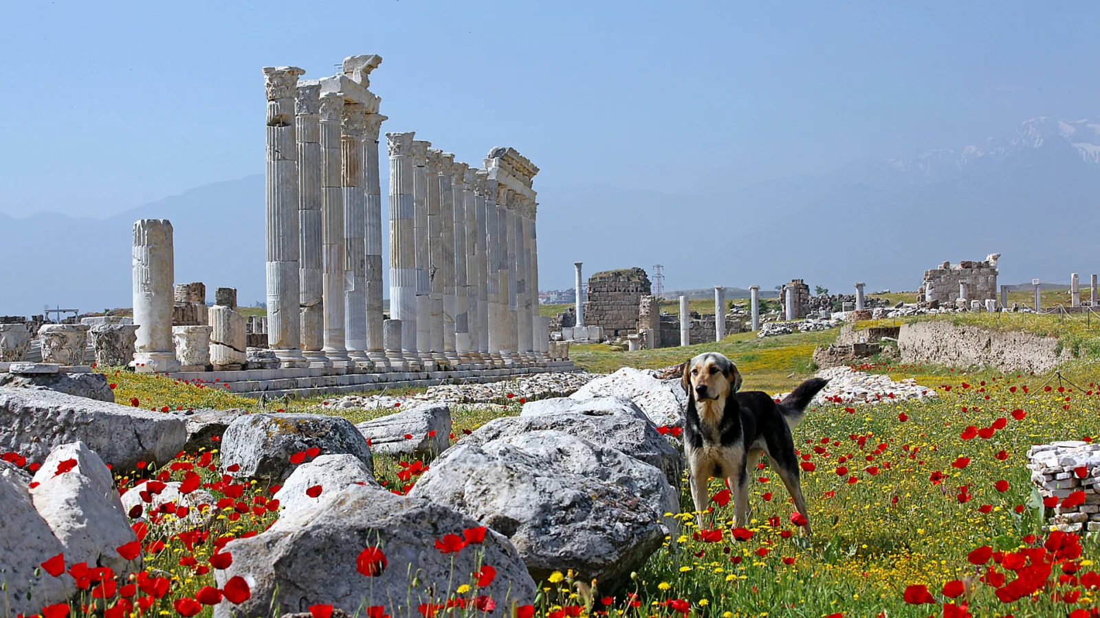 Laodicea
