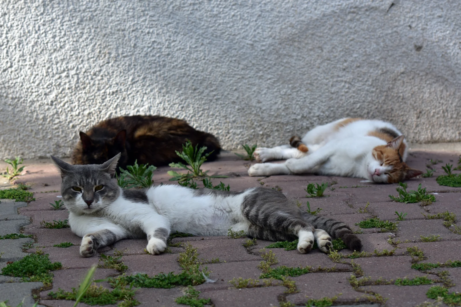 Prices Island Cats
