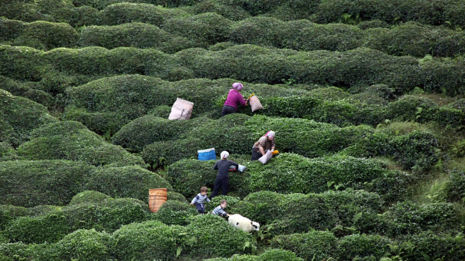 Tea Harvest in Rize