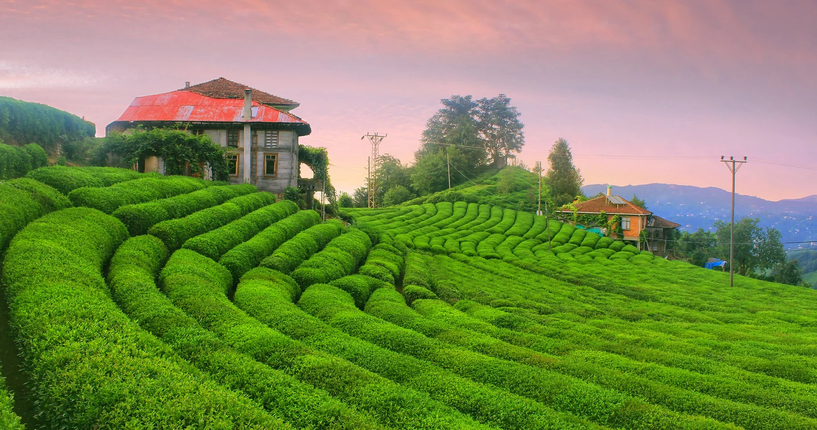 Tea Fields - Rize