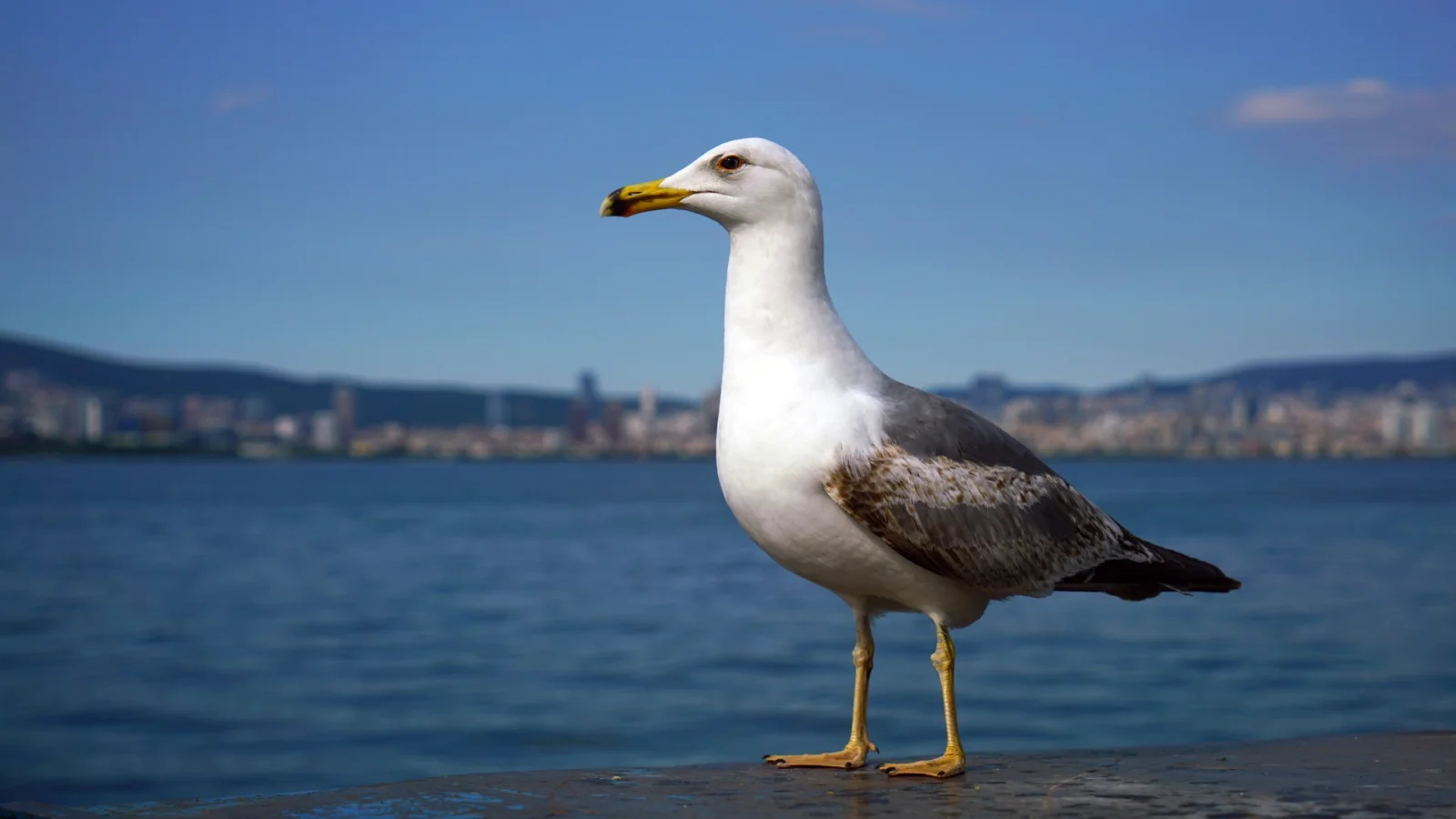 The Real Owner of Istanbul, the Seagulls