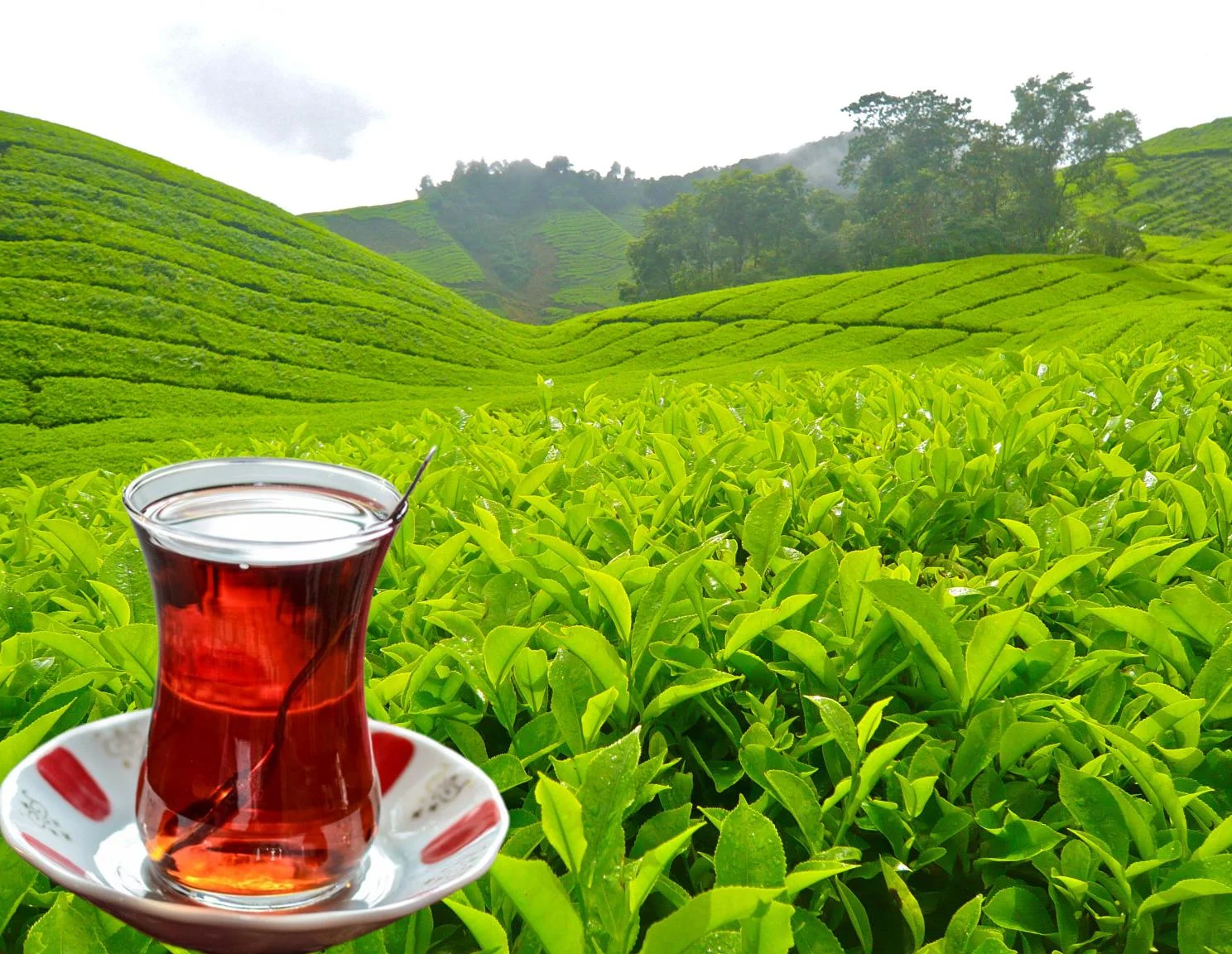 Tea Garden - Rize